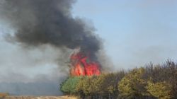 pożar lasu w Solcu nad Wisłą